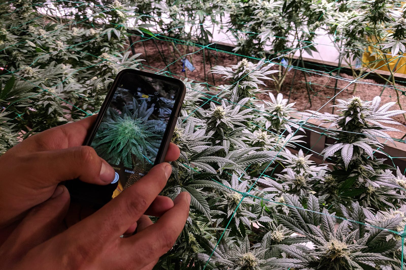 Cannabis Tourism Pot Tour Weed Photo