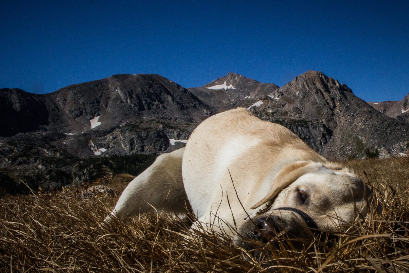 Hiking With Dog Colorado Napping Aspen