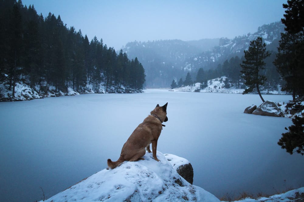 Colorado Dog Hiking Tips Trails Frozen Lake