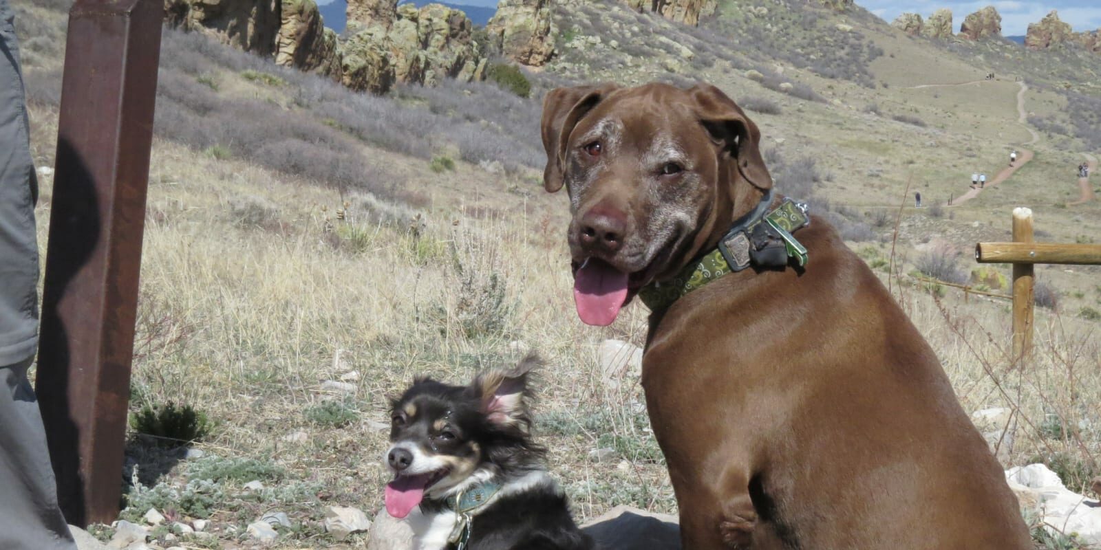 Hiking With Dogs Colorado Devils Backbone Trail