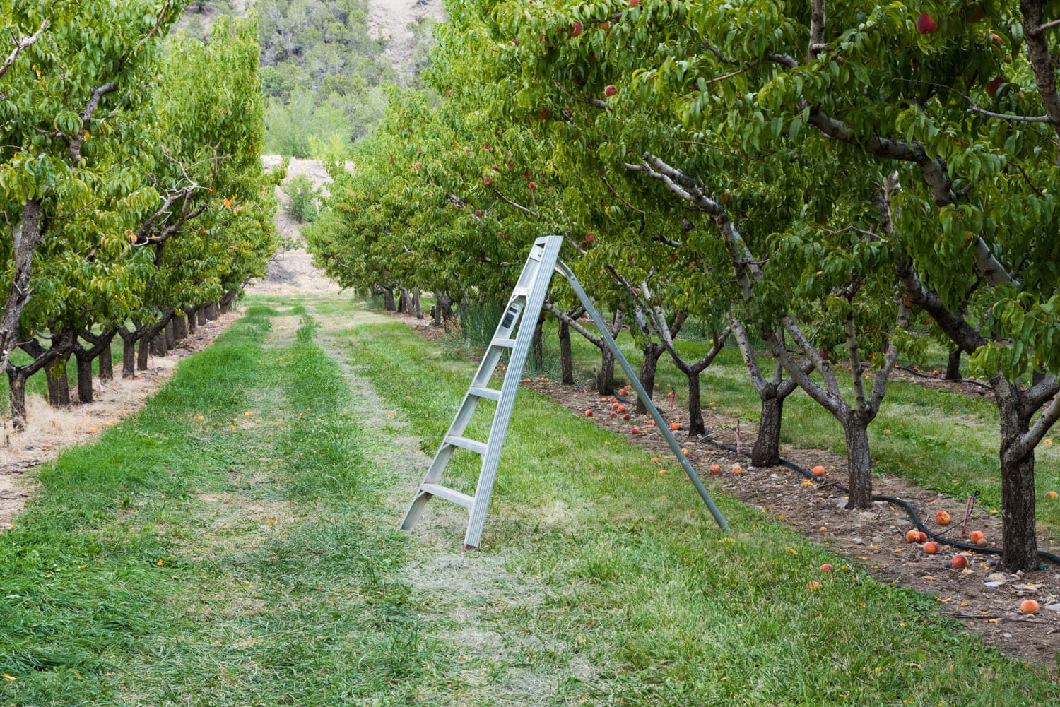 image of Orchard Valley Farms