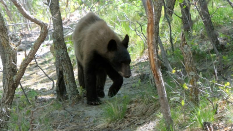 Prevent Survive Black Bear Attacks Colorado Springs USA Bear Cub
