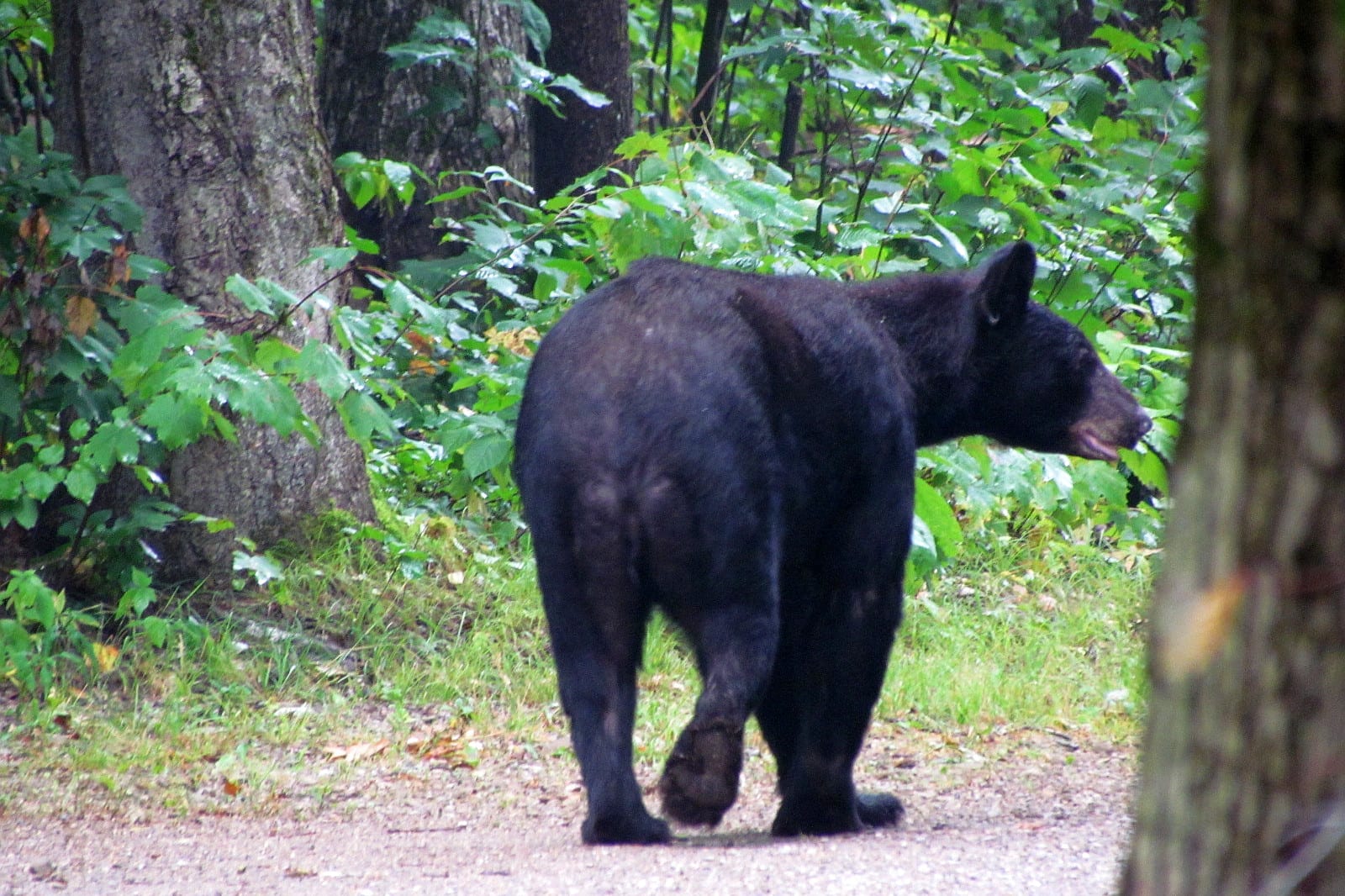 Survive Prevent Black Bear Attacks USA Russel PA