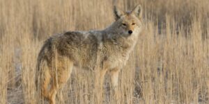 Survive Wildlife Attacks USA Colorado Coyote