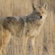 Survive Wildlife Attacks USA Colorado Coyote