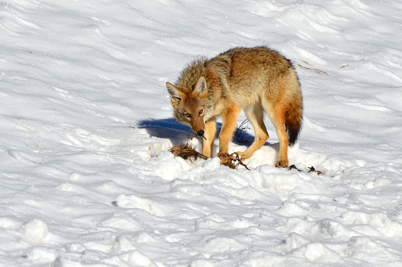 Prevent Survive Wildlife Attacks Coyote Eating Creede, CO North America