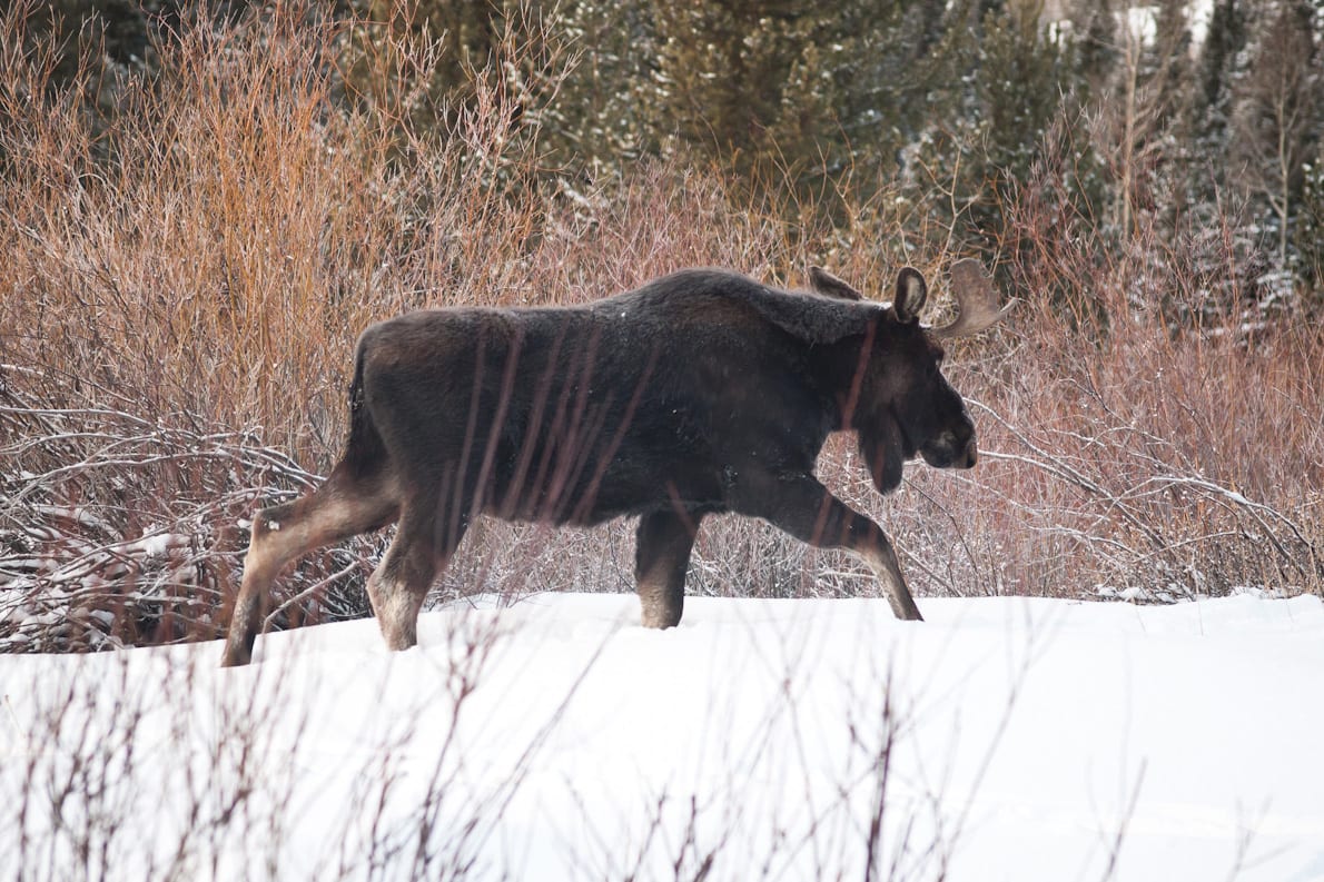 Survive Prevent Moose Attacks Silverthorne Colorado