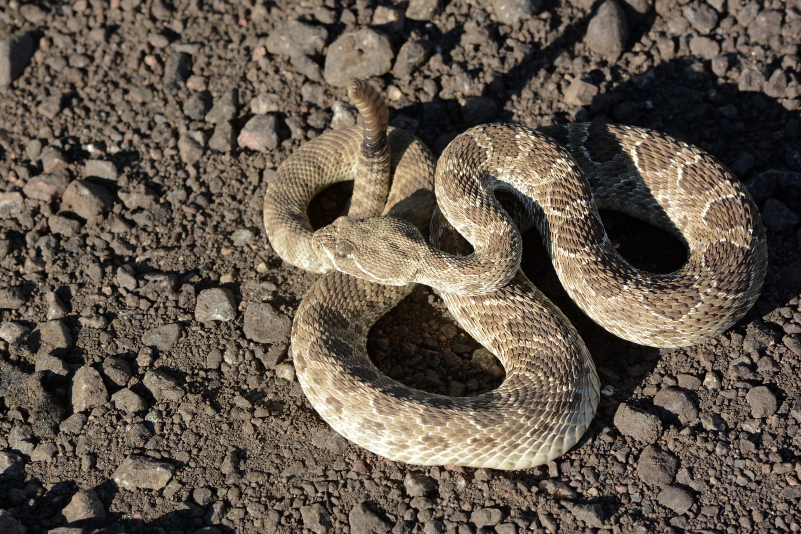 Survive Wildlife Attacks Rattlesnake