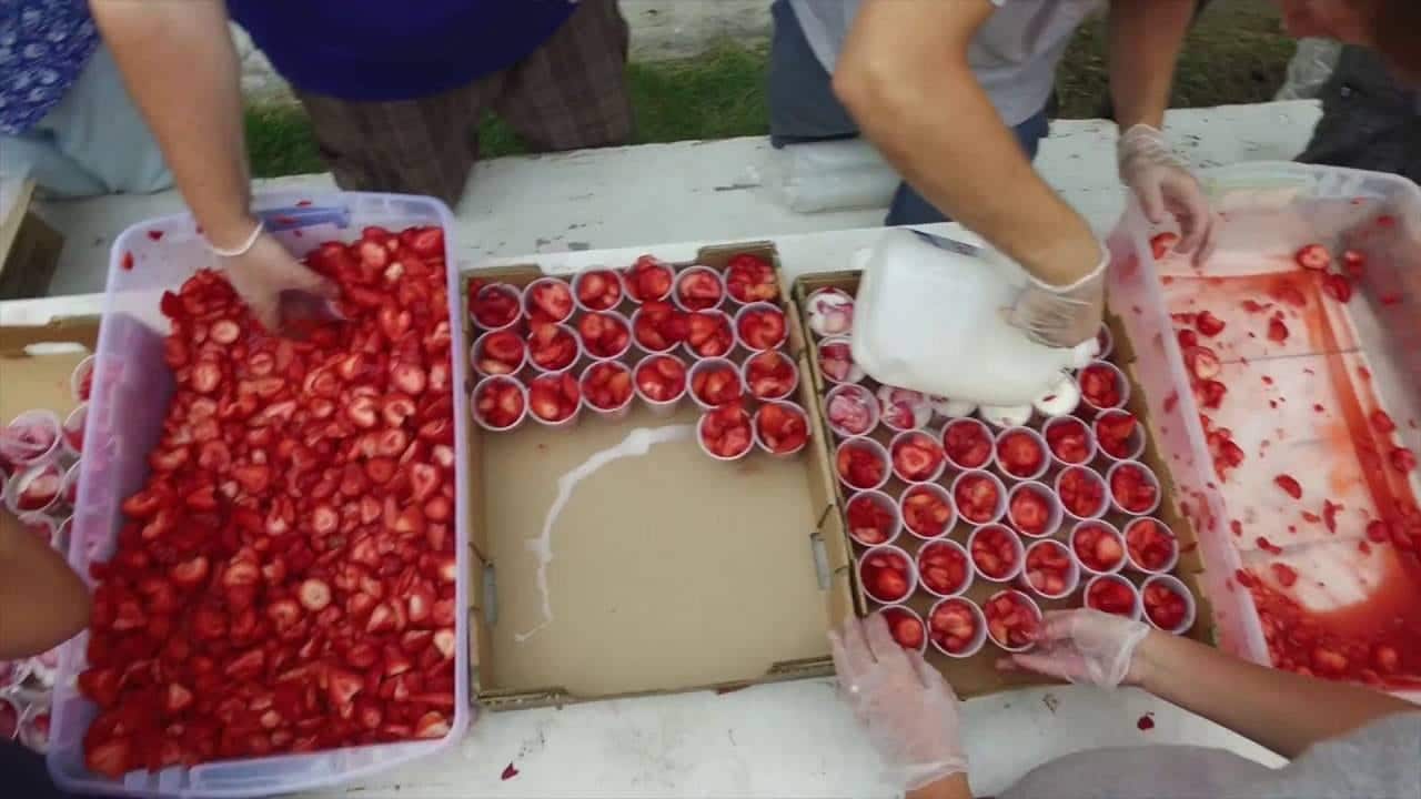 Strawberry Days Festival Strawberries Glenwood Springs