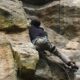 image of climbing in Boulder Canyon