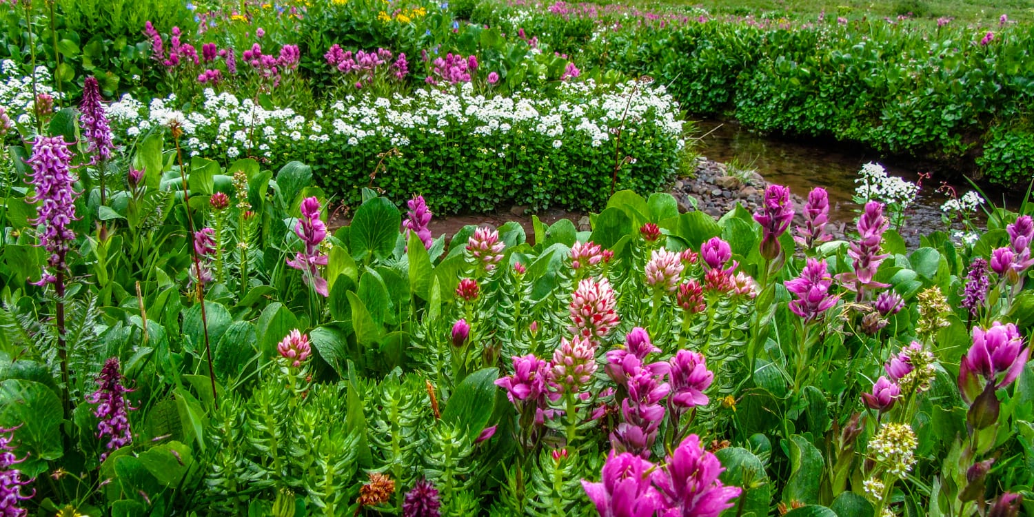 Crested Butte Wildflower Festival Colorado