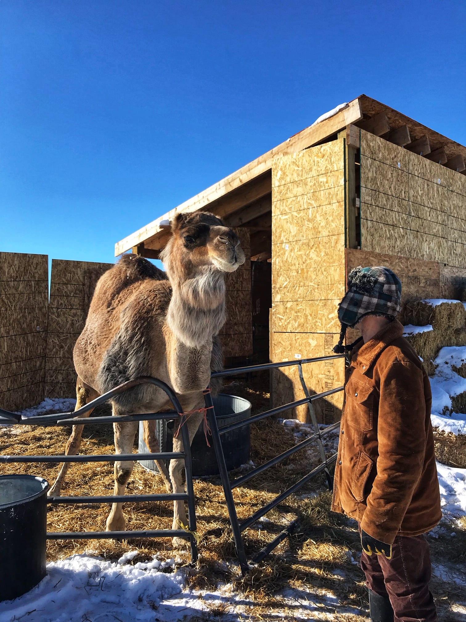 image of camel farm tour