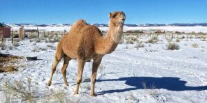 image of camel on camel farm