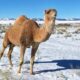 image of camel on camel farm