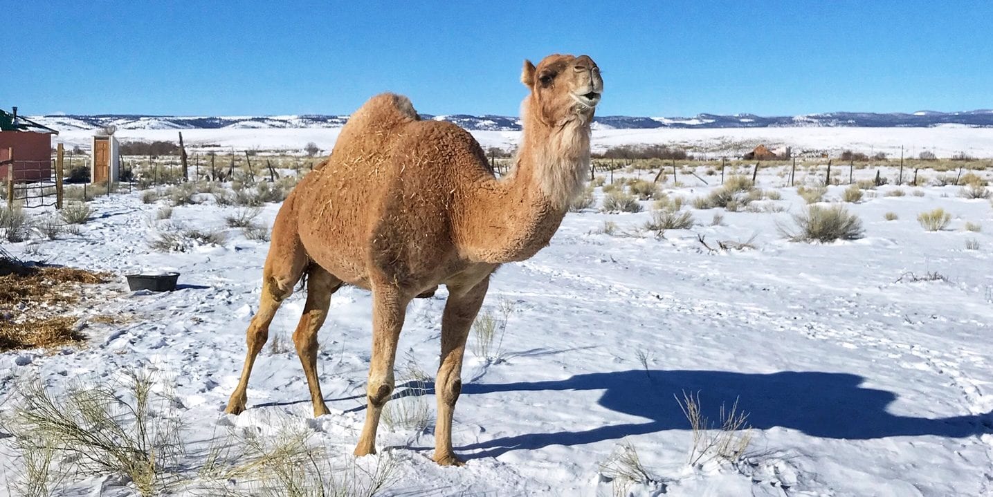 image of camel on camel farm