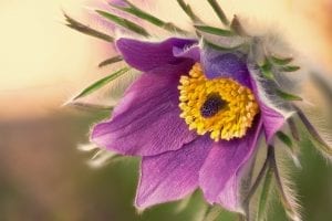 Denver Botanic Gardens Pasque Flower