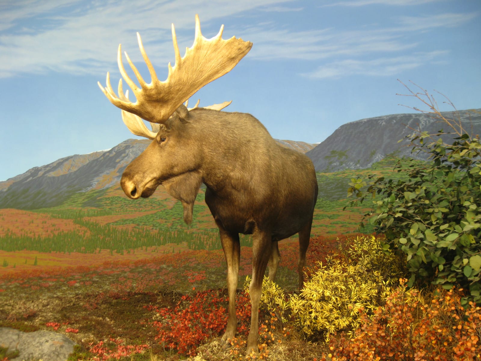 Denver Museum of Nature and Science Moose