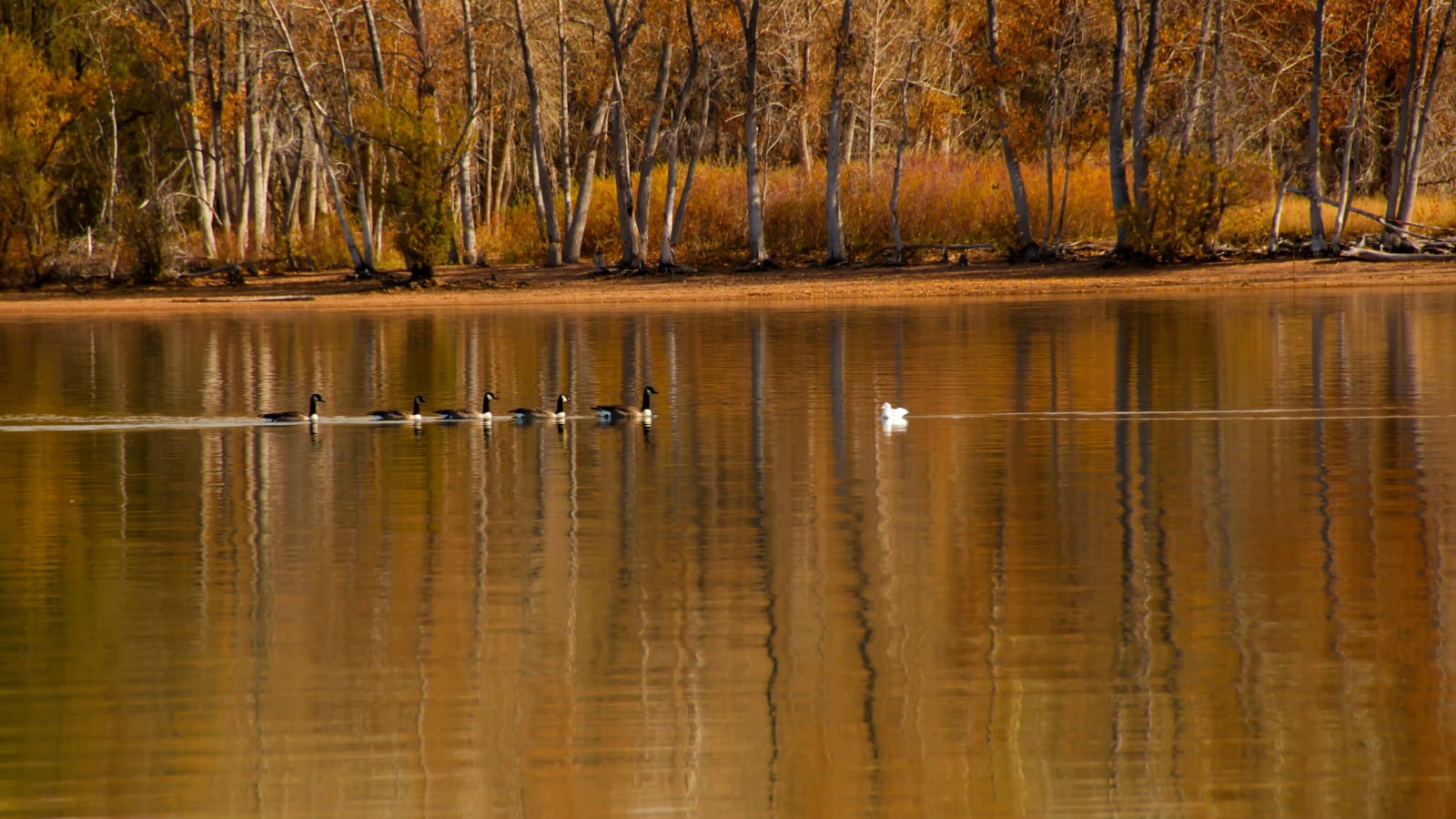 Fishing Around Denver Chatfield Reservoir Ducks