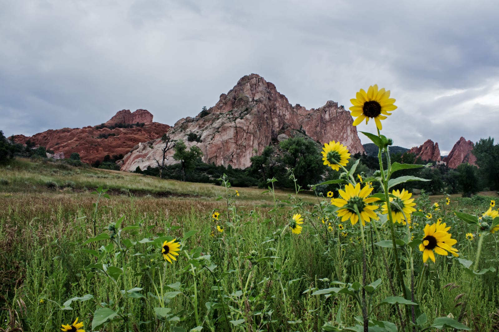 Garden of the Gods Colorado Springs Sunflowers