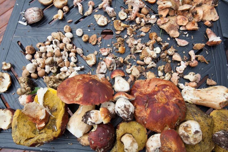 Mushroom and Wine Festival Assortment Wild Shrooms Purgatory Resort Durango