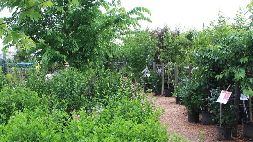 Tagawa Gardens Home Nursery Trees Shrubs