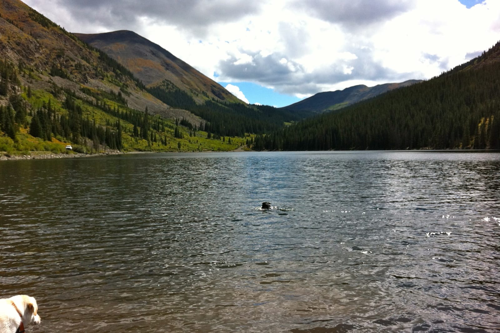 Taylor Park Reservoir Colorado Dogs Swimming