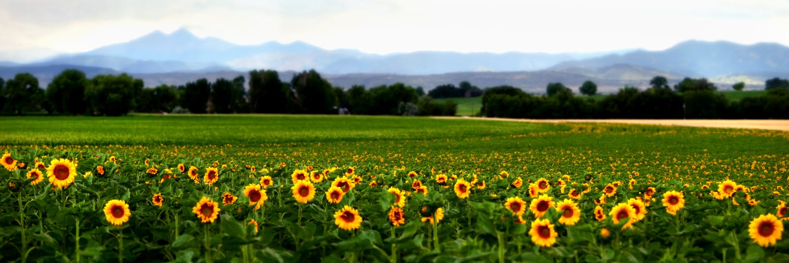 Berthoud Colorado Sunflowers