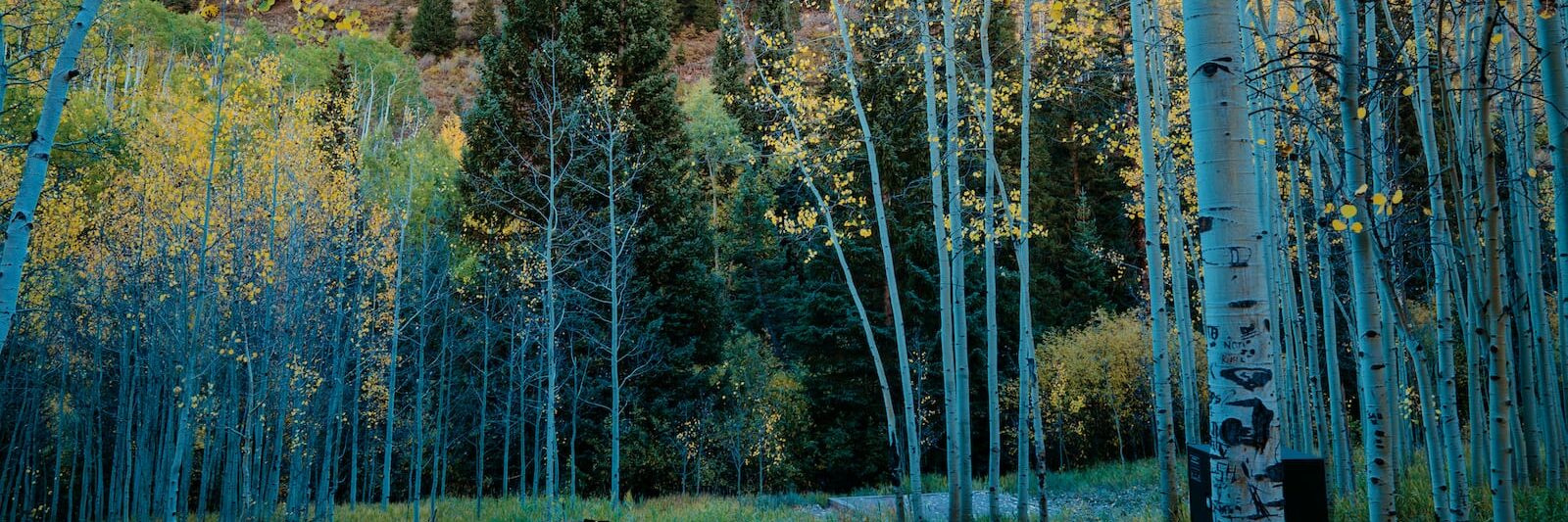camping-near-aspen-co-silver-bell-campground-1600x800-1