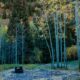 camping-near-aspen-co-silver-bell-campground-1600x800-1