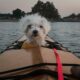 Kayak With Your Dog California Kayaking