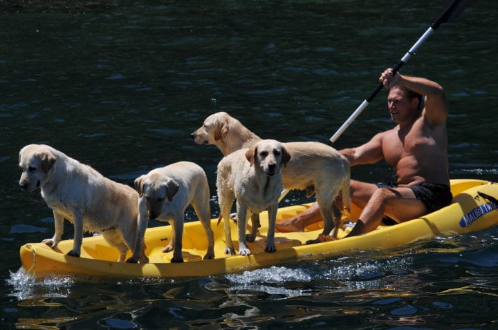 Kayak With Your Dog 4 Labs Mexico