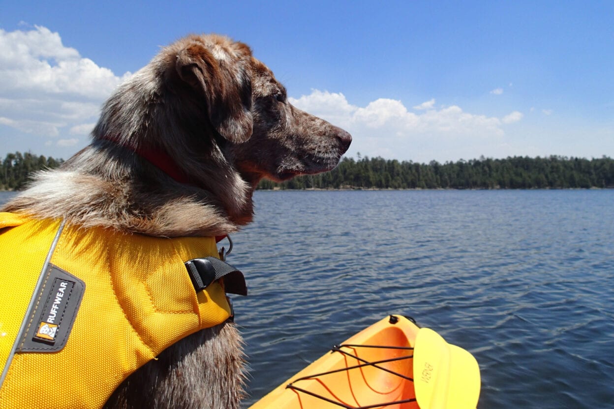 How To Kayak With Your Dog This Season Tips for Kayaking with a Dog