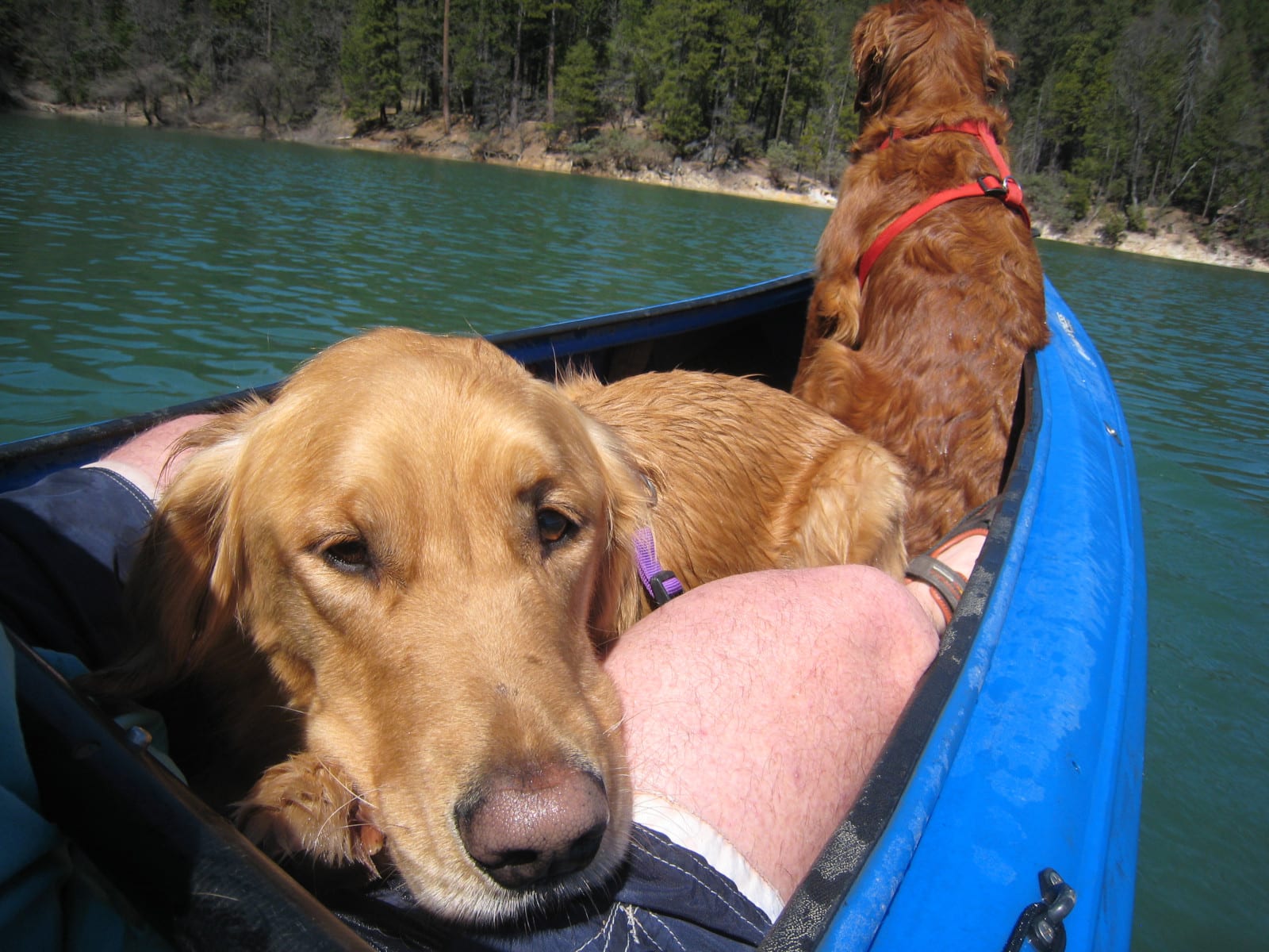 Kayak With Your Dog 2 Labs Kayak Lap Dog