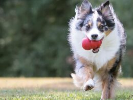 KONG Company Dog and Cat Toys Golden Colorado