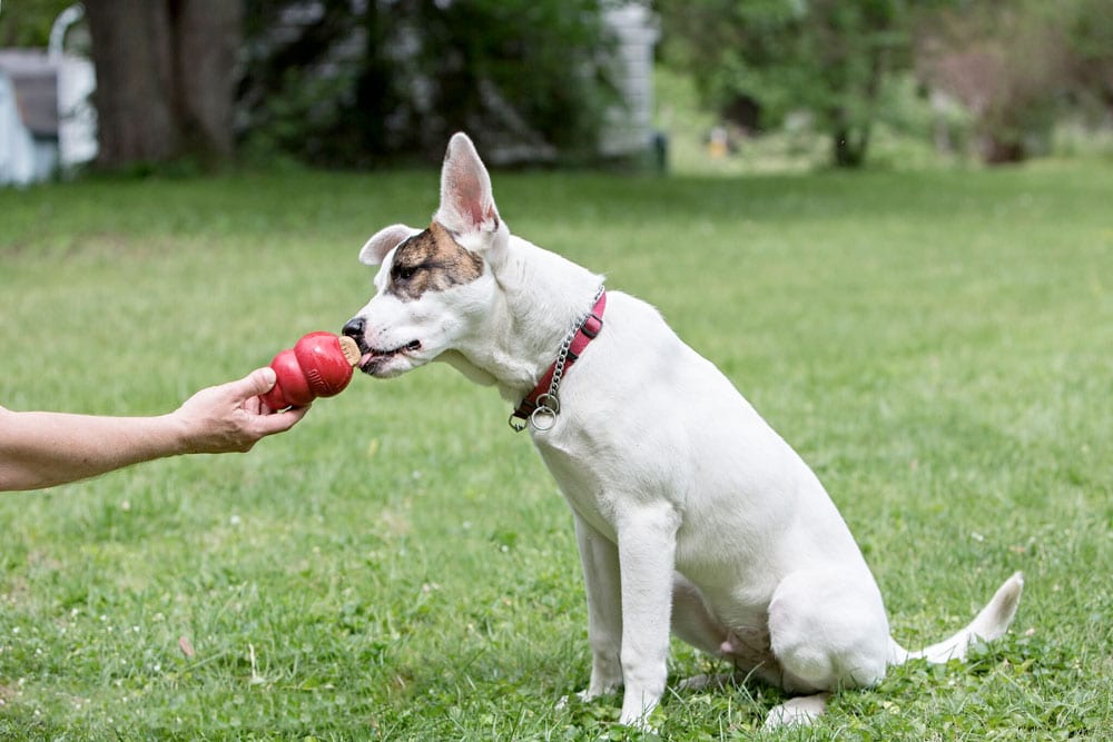 Best Dog Toys to Keep Them Busy - Dog Products - Ace Dog Blog