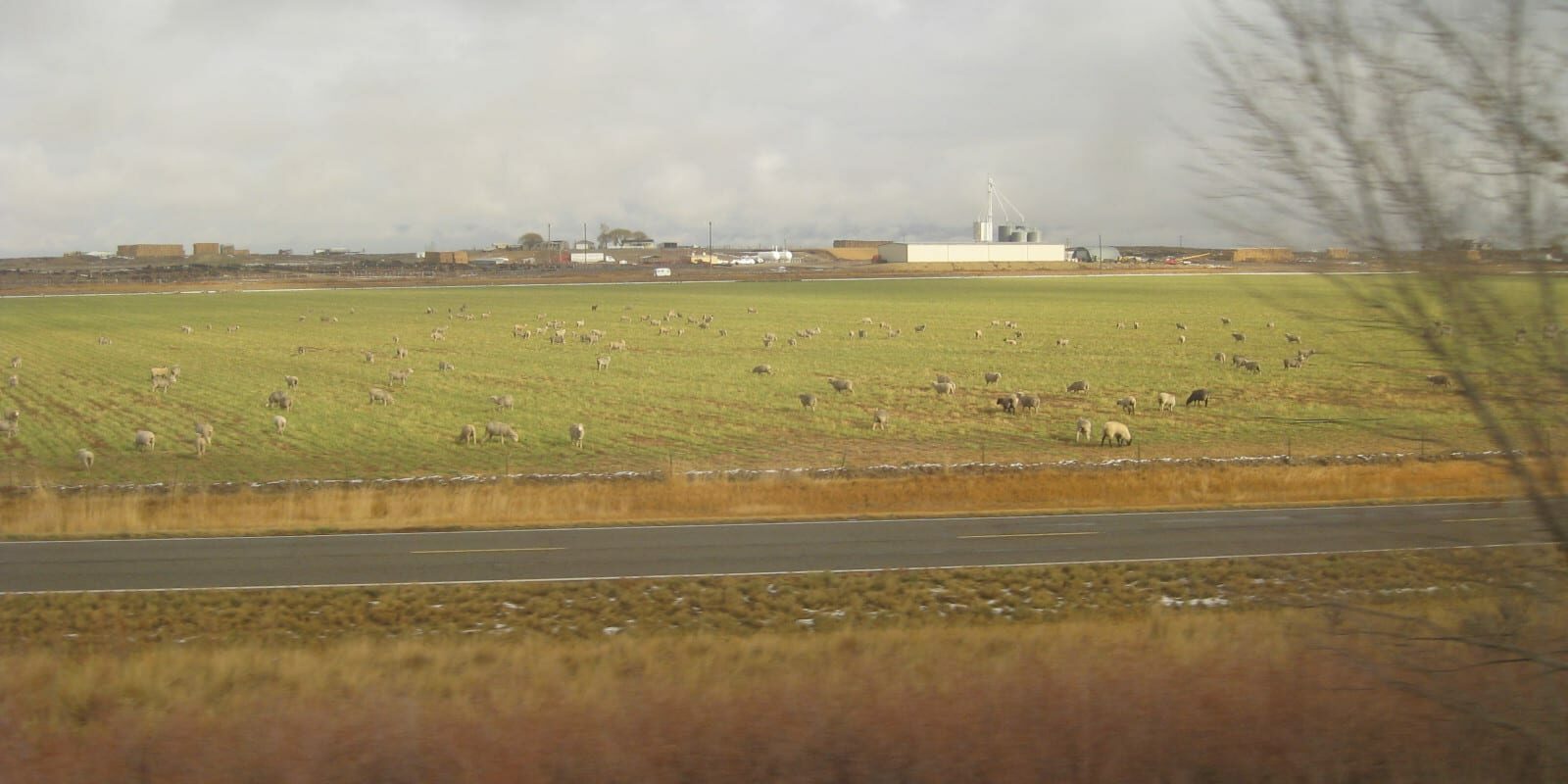 Loma Colorado Sheep Grazing