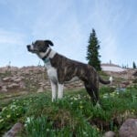 Mount Zirkel Wilderness Backpacking Dog Stream