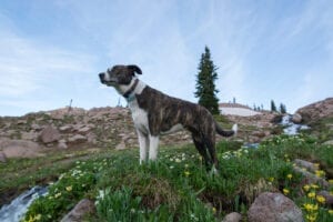 Mount Zirkel Wilderness Backpacking Dog Stream