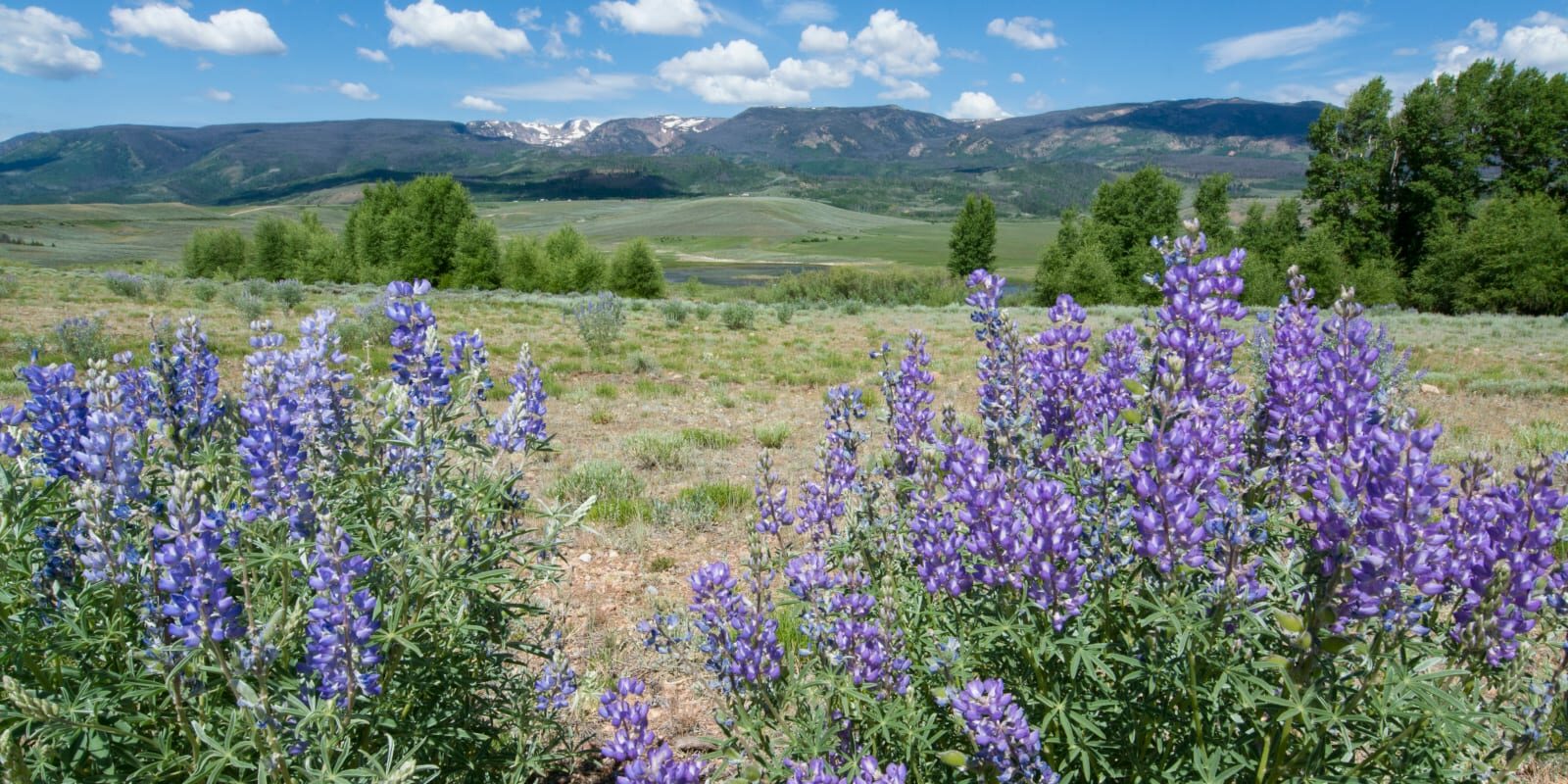 Mount Zirkel Wilderness Colorado Backpacking Wildflowers