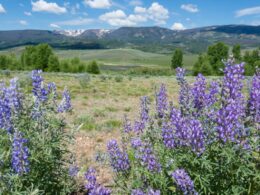 Mount Zirkel Wilderness Colorado Backpacking Wildflowers