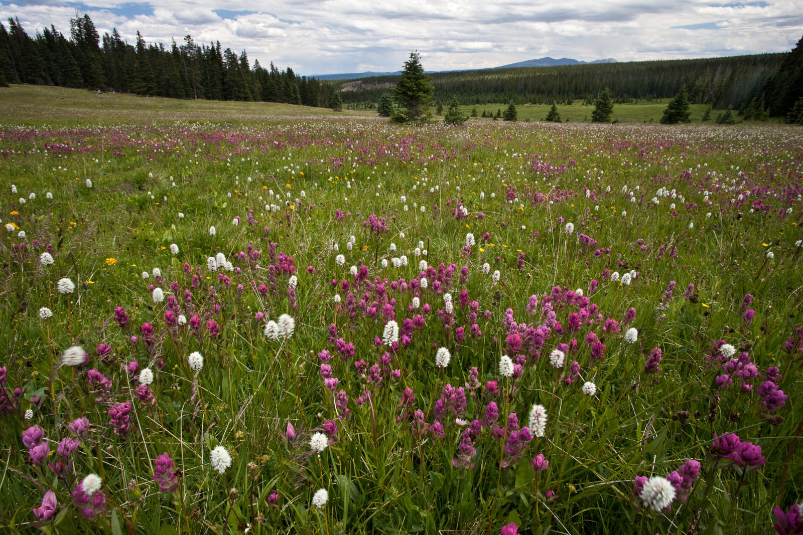 Powderhorn Wilderness Colorado Wildflowers