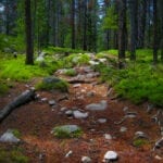 Rawah Wilderness Forest Colorado