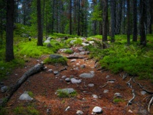 Rawah Wilderness Forest Colorado