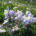 Rawah Wilderness Columbines Flowers