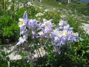 Rawah Wilderness Columbines Flowers