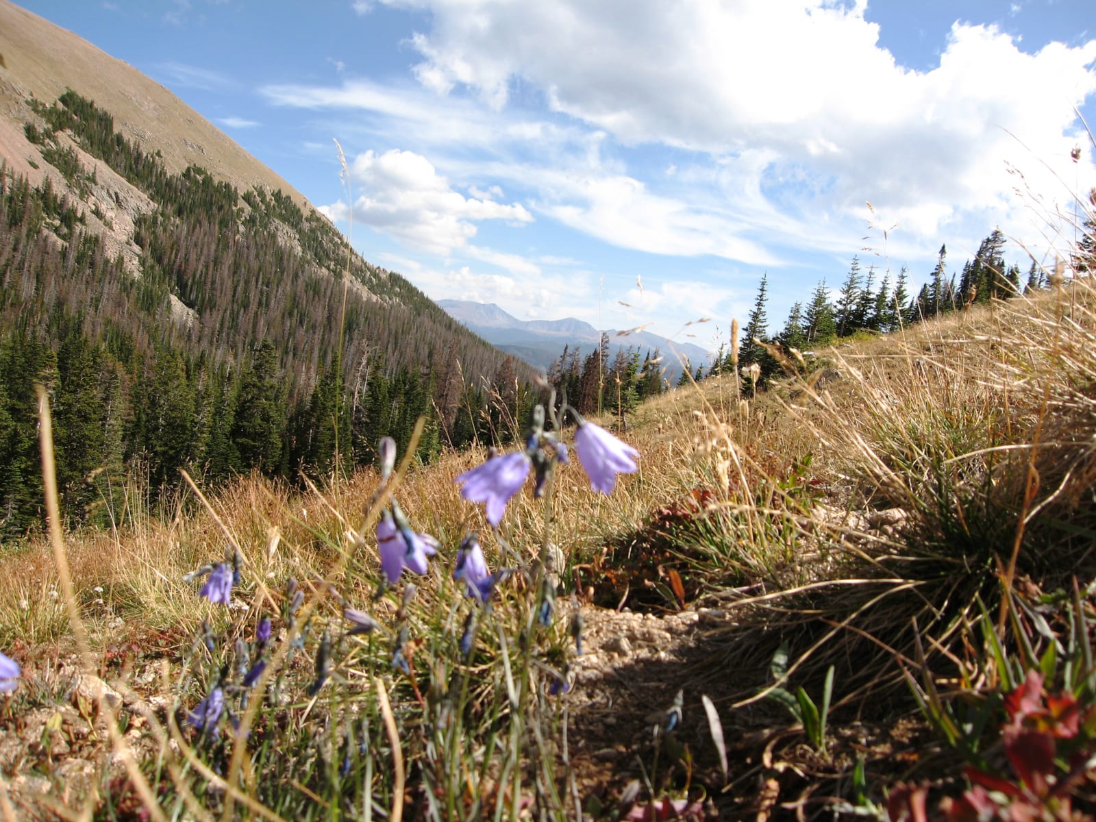Rawah Wilderness Wildflowers