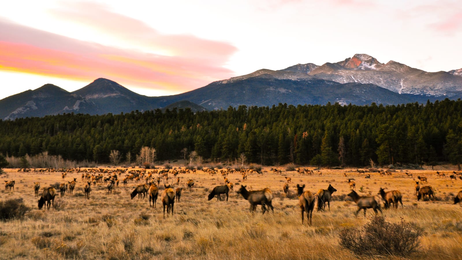 Mountain Living Colorado Elk Crazing Beaver Point