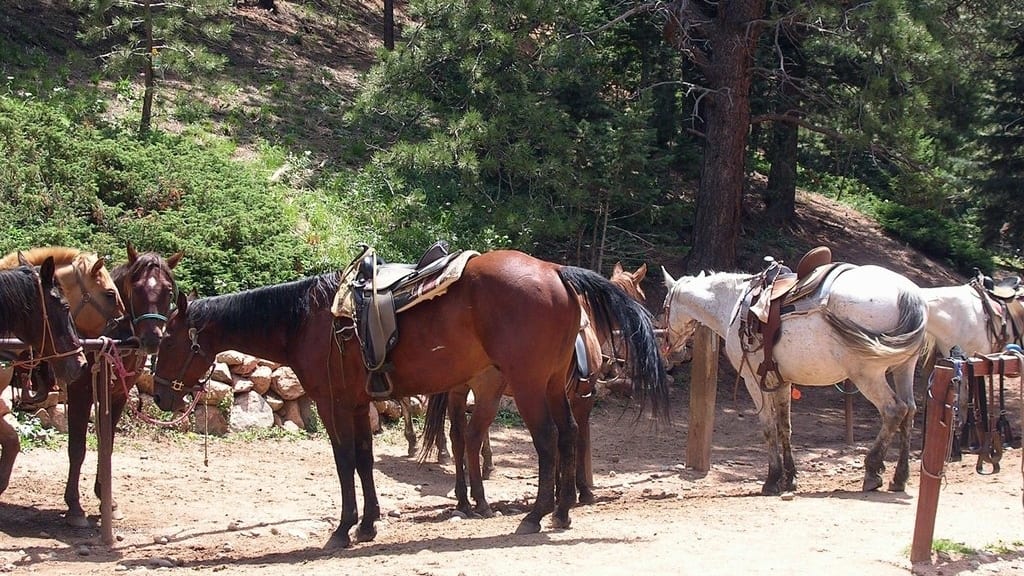 Old Stage Riding Stables Colorado Springs