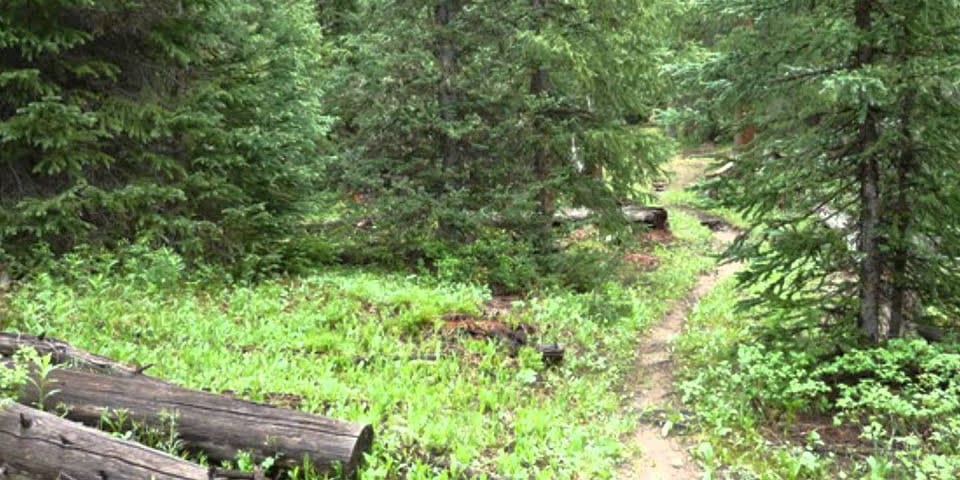 Sarvis Creek National Wilderness Area Steamboat Springs Colorado