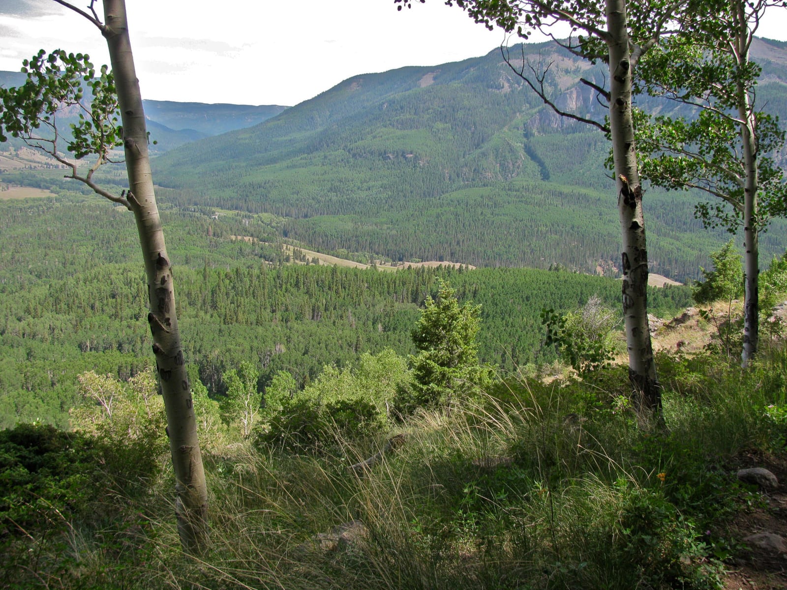 South San Juan Wilderness Forest